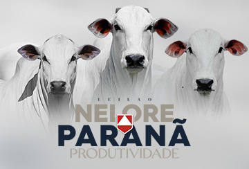 LEILÃO NELORE PARANÃ PRODUTIVIDADE